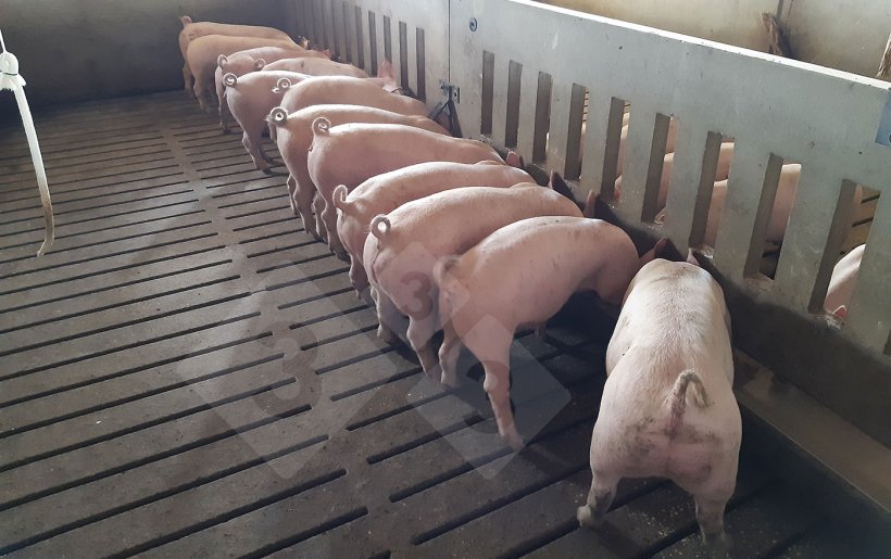 Alimentation en ration -&nbsp;Mangeoire longue
